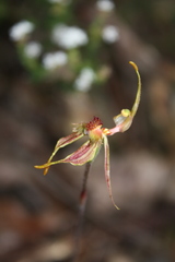 Caladenia plicata