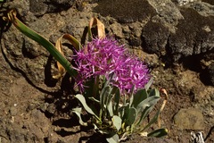 Allium platycaule