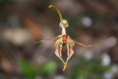 Caladenia plicata