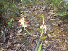 Caladenia plicata