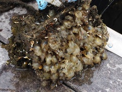 Molgula manhattensis