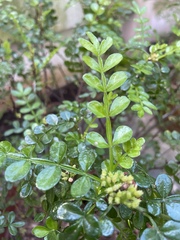 Zanthoxylum beecheyanum