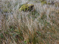 Marsippospermum grandiflorum