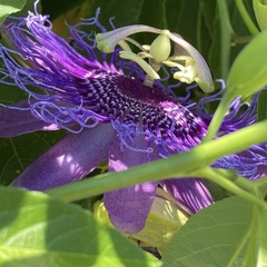 Passiflora incarnata × cincinnata