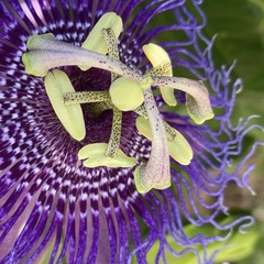Passiflora incarnata × cincinnata