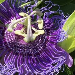 Passiflora incarnata × cincinnata