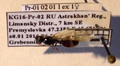 Tetramorium caespitum