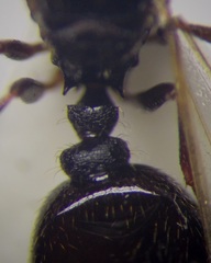 Tetramorium caespitum