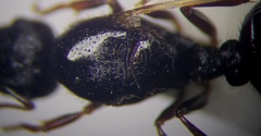 Tetramorium caespitum