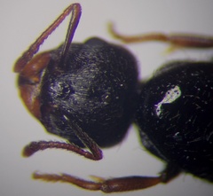 Tetramorium caespitum