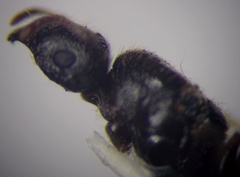 Tetramorium caespitum