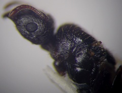 Tetramorium caespitum