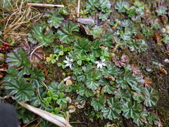 Lobelia oligophylla