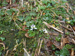 Lobelia oligophylla