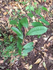 Brosimum alicastrum