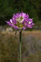 Allium sanbornii