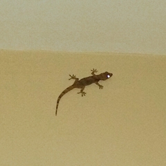 Hemidactylus mabouia