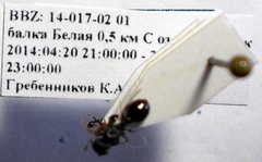 Tetramorium chefketi