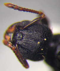 Tetramorium chefketi