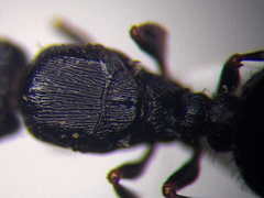 Tetramorium chefketi