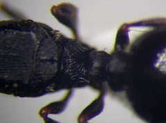Tetramorium chefketi