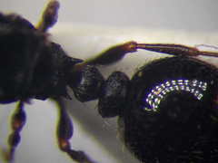 Tetramorium chefketi