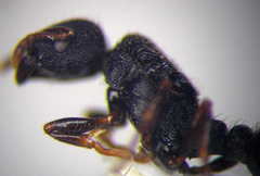 Tetramorium chefketi