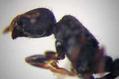 Tetramorium chefketi
