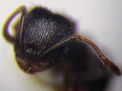 Tetramorium chefketi