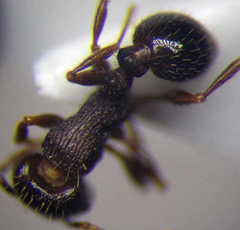 Tetramorium chefketi