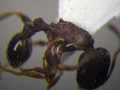 Tetramorium chefketi