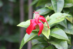 Hibiscus clayi