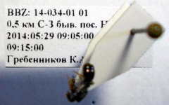 Tetramorium chefketi
