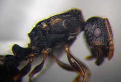Tetramorium chefketi