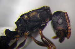 Tetramorium chefketi