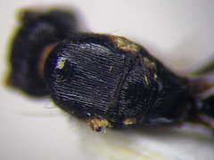 Tetramorium chefketi