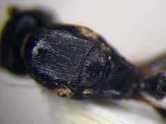 Tetramorium chefketi