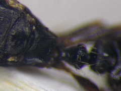 Tetramorium chefketi