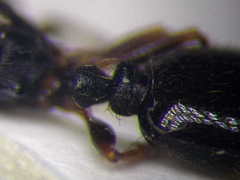 Tetramorium chefketi