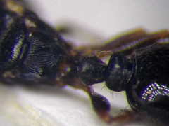 Tetramorium chefketi