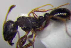Tetramorium chefketi