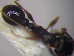 Tetramorium chefketi