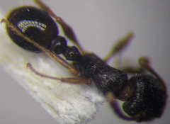 Tetramorium chefketi