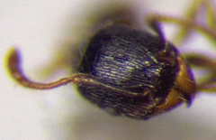 Tetramorium chefketi