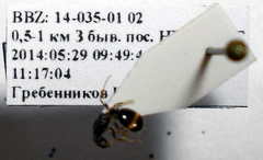 Tetramorium chefketi