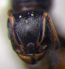 Tetramorium chefketi