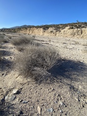 Bebbia juncea juncea