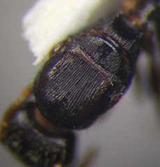 Tetramorium chefketi