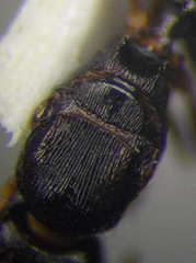 Tetramorium chefketi