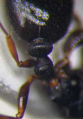 Tetramorium chefketi